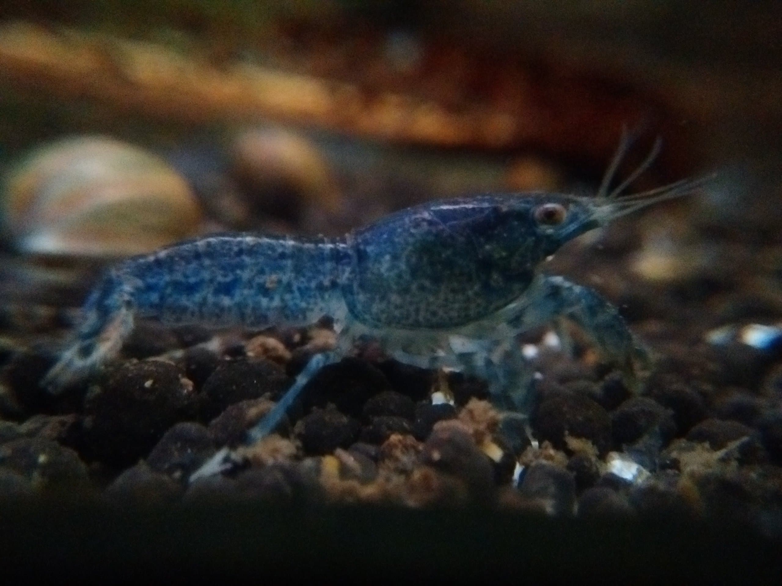 Dwarf Blue Crayfish by OneStopAquatics.com (1 Dwarf Blue Crayfish) by One Stop Aquatics