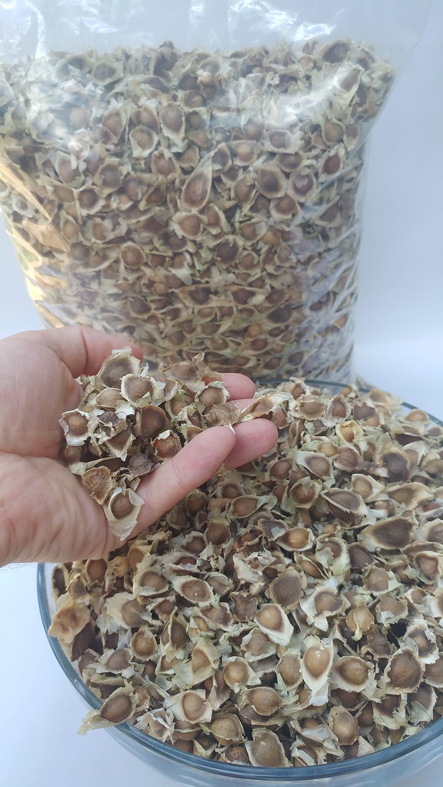1000 Moringa Oleifera Quality Seeds
