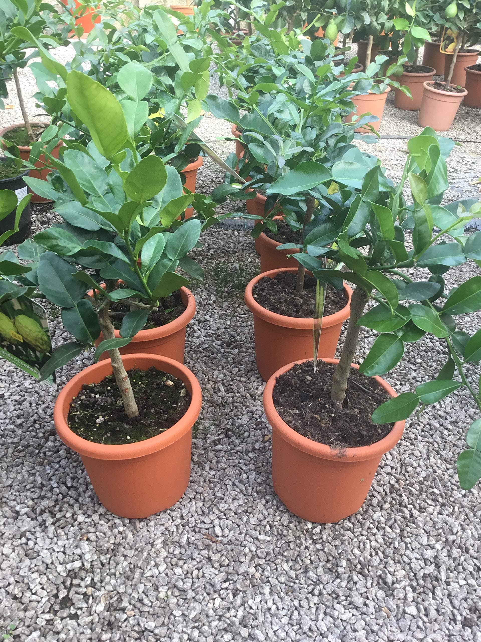 Citrus hystrix/Kaffir Lime Mini Stem : 2.5L Pot : 40-50cm High (exc pot)