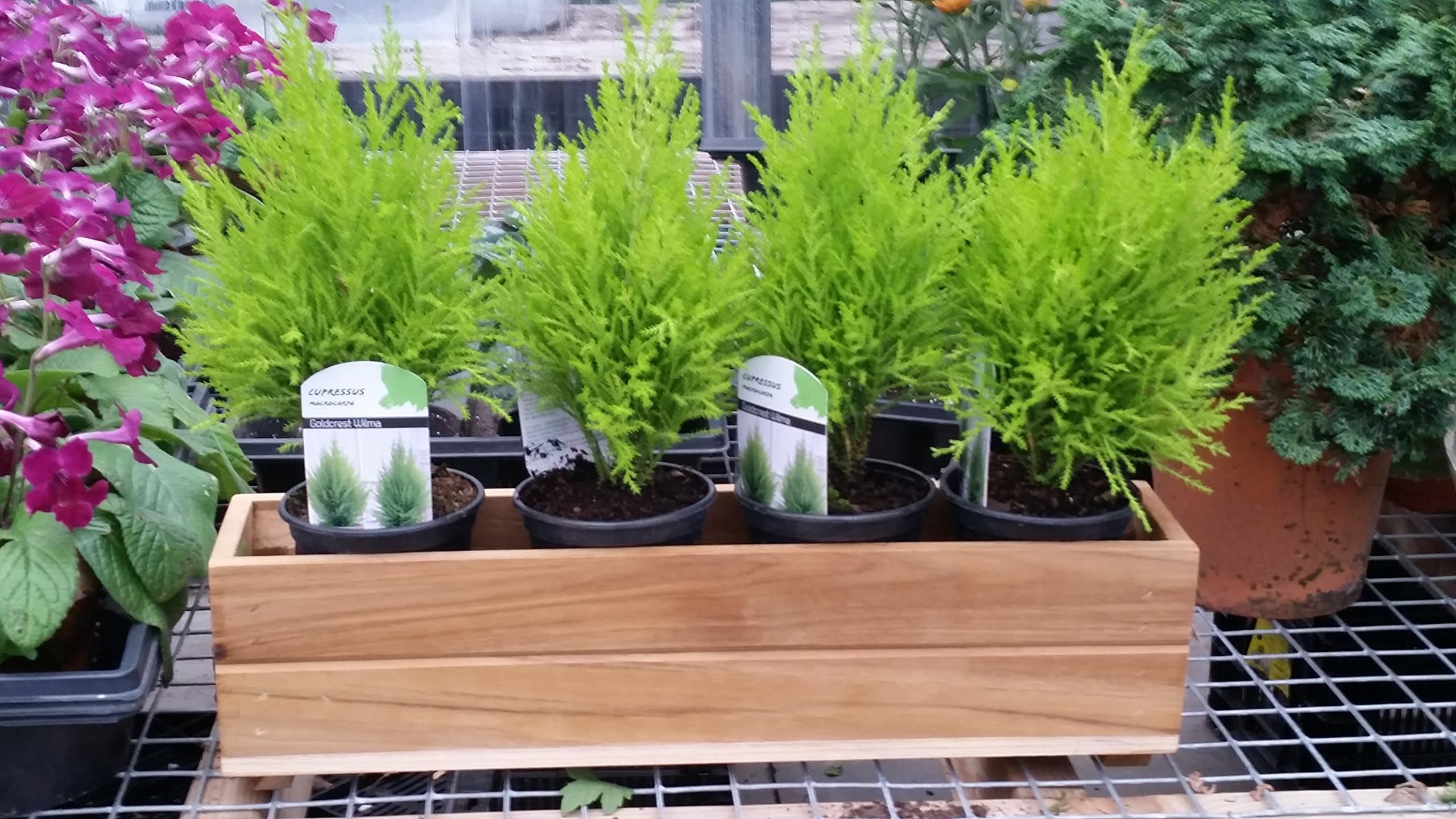 Diamond Teak W1 Teak Window Box Size: 4" x 3" x 13"