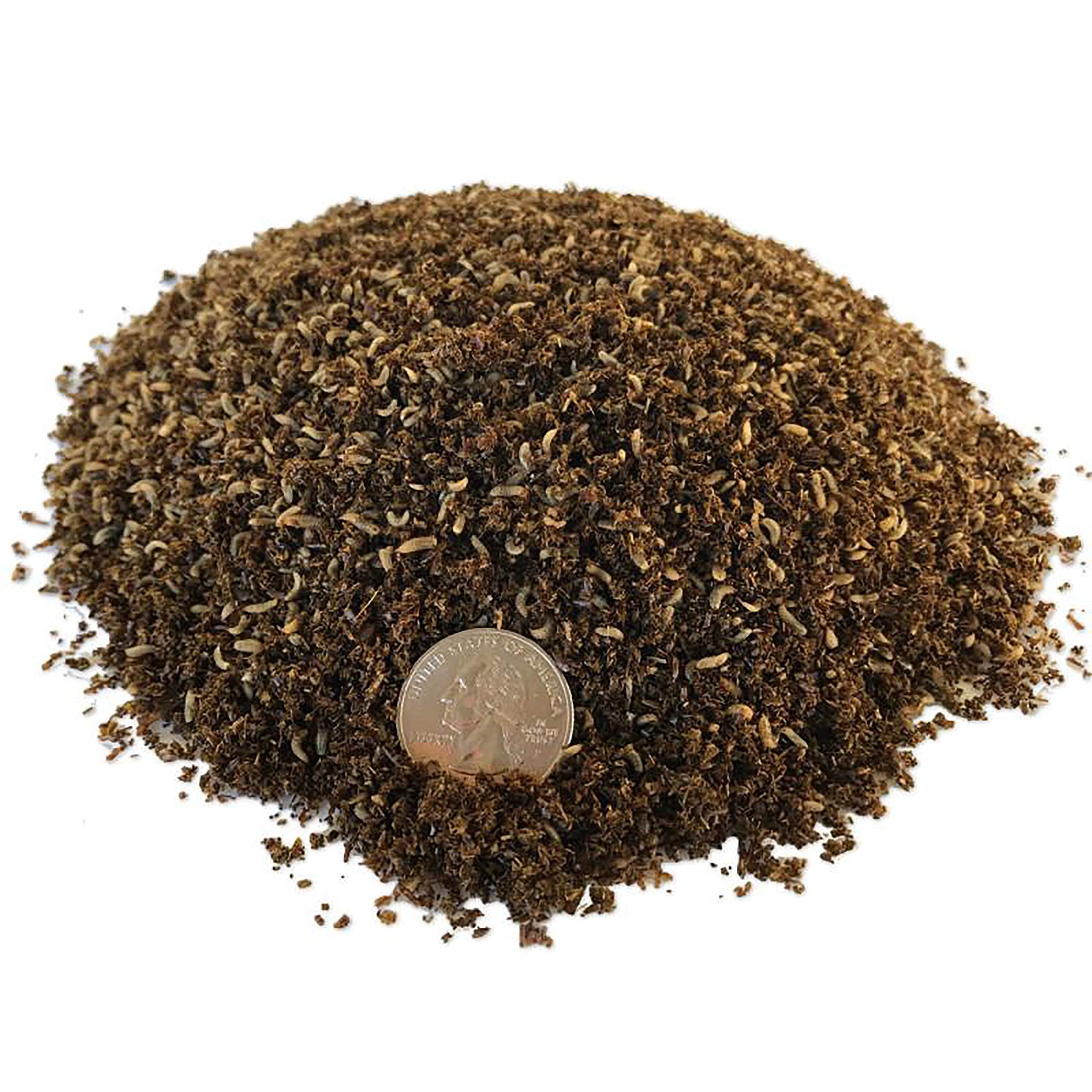 Compost-Grade Black Soldier Fly Larvae (10,000 Count)