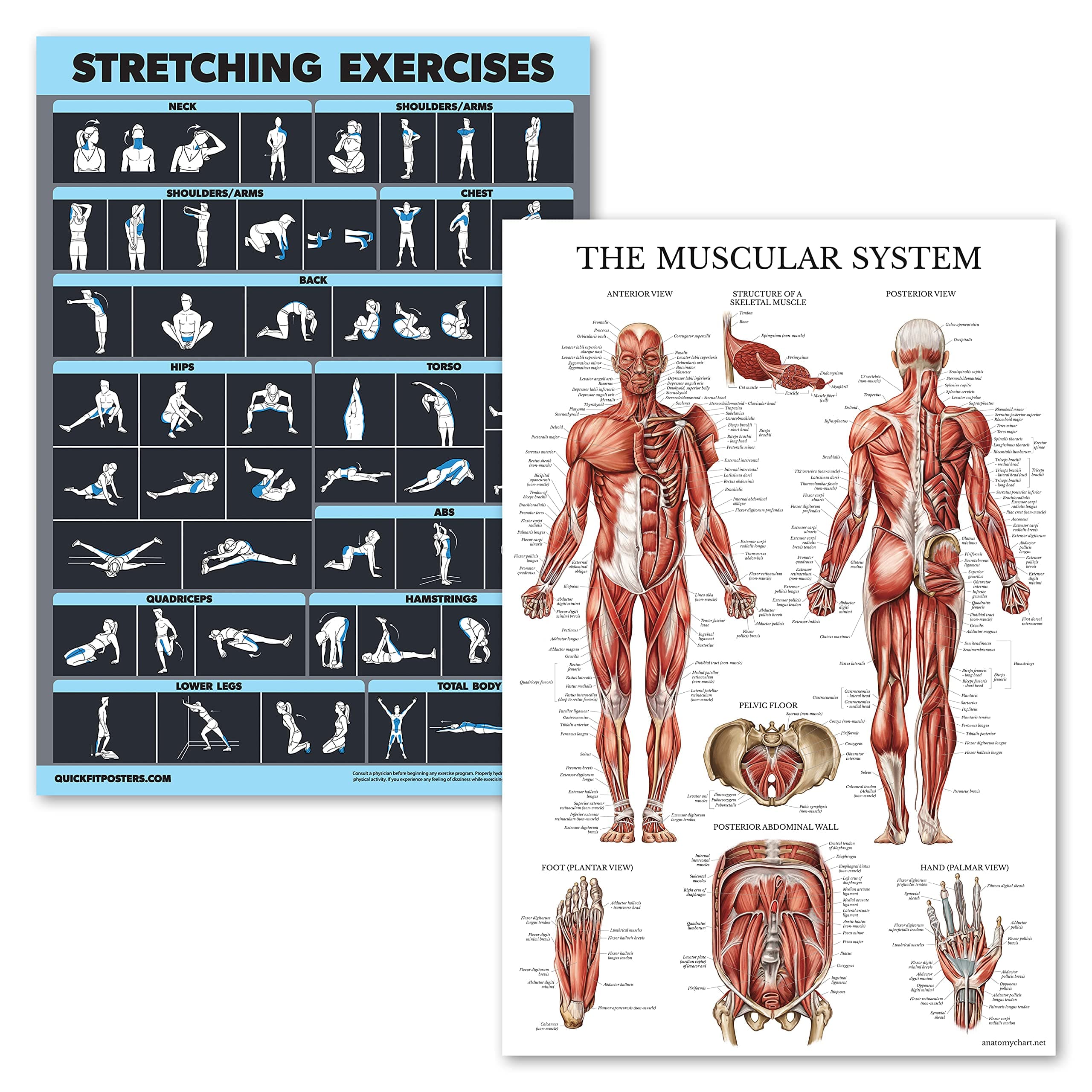 Laminated Posters for Stretching and Muscle Exercises - Laminated Boards - 2 Pack - Workout Routine and Muscle Anatomy Pattern [Dark] (18" x 24")