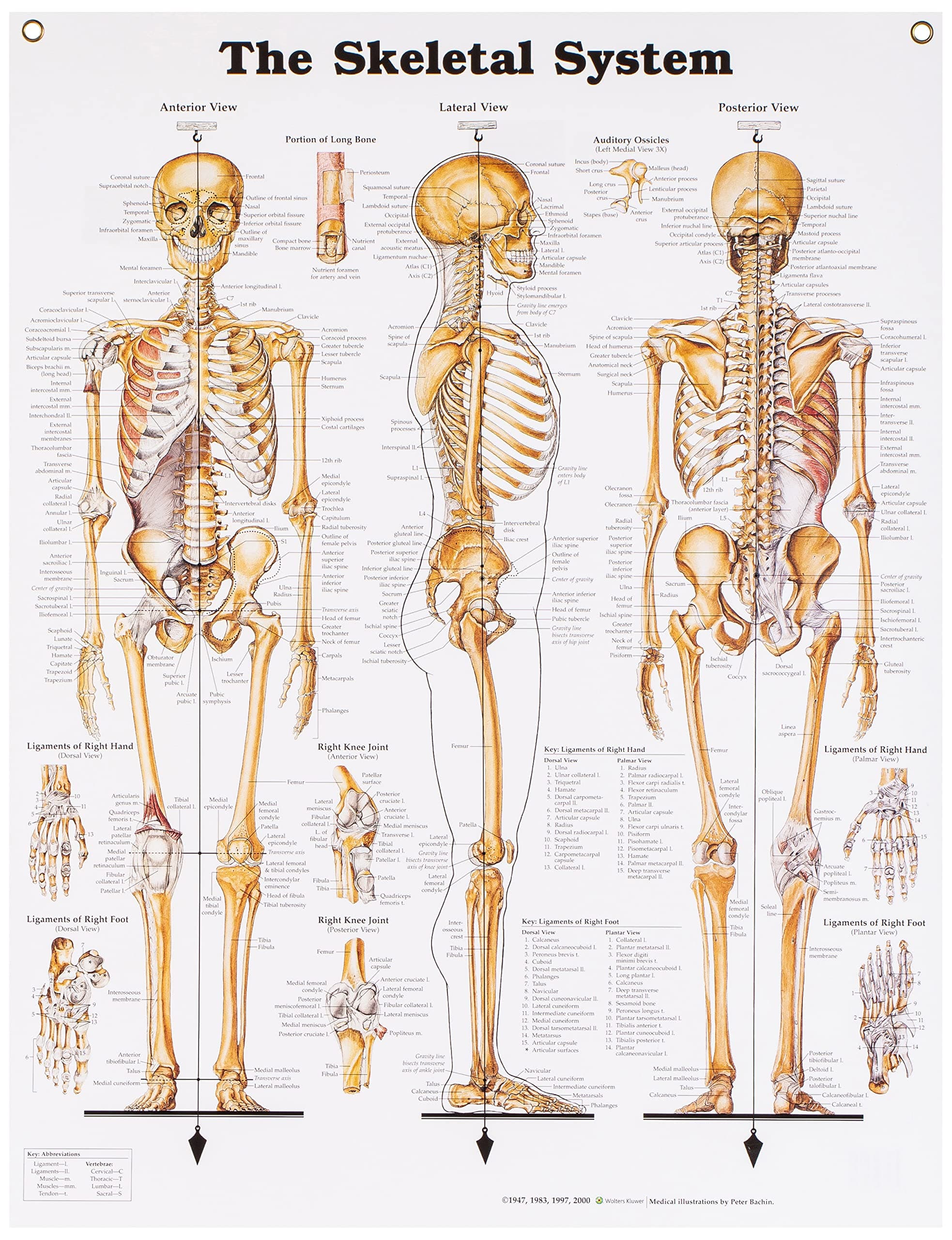 The Skeletal System Anatomical Chart