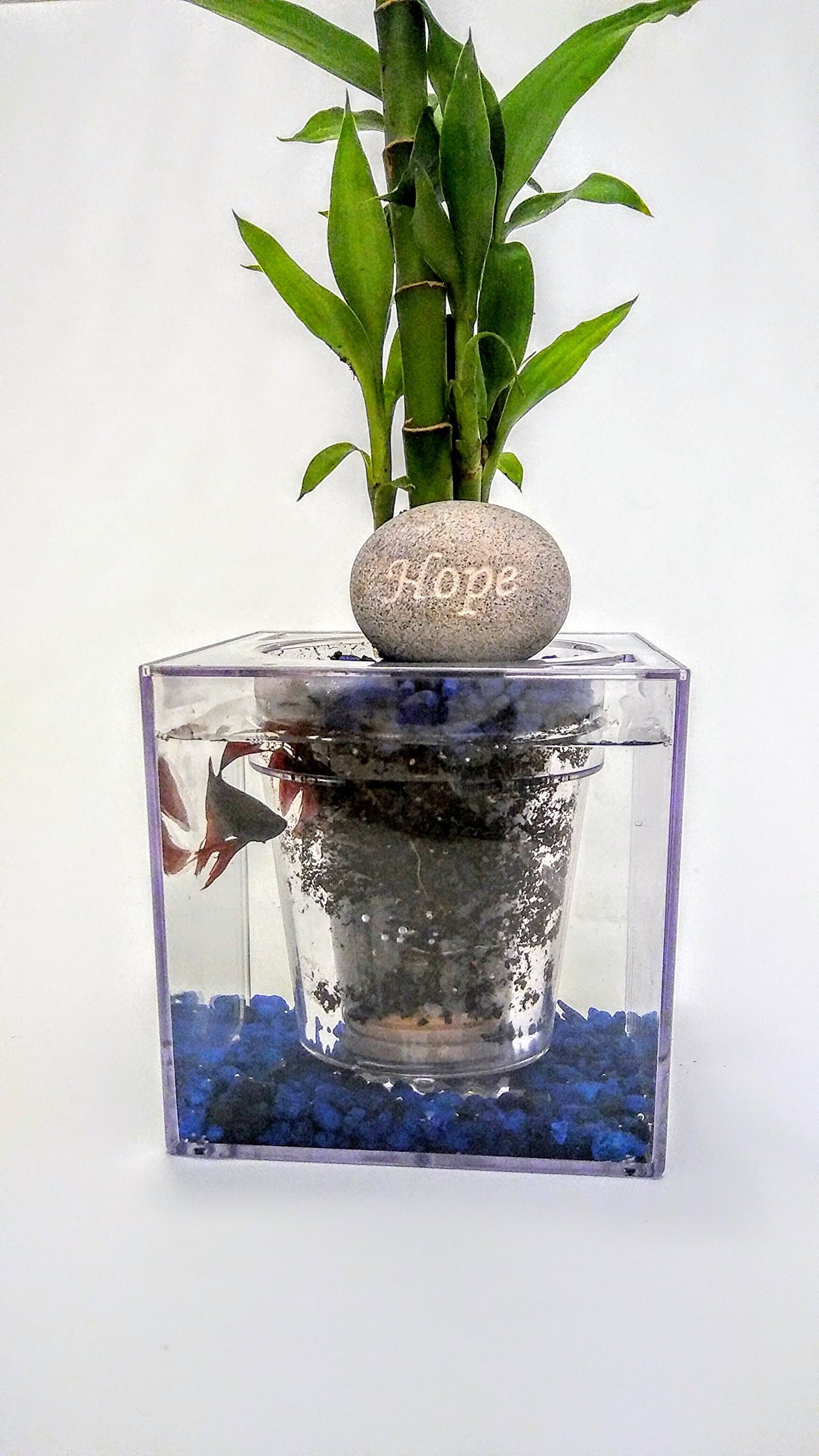 Fish O' Ponics Fish Tank Planter (Shipped from US Within 2 Days) Self-Watering Planter, in Home Decor, Desk, Bar Top, Window Sill Water Garden.