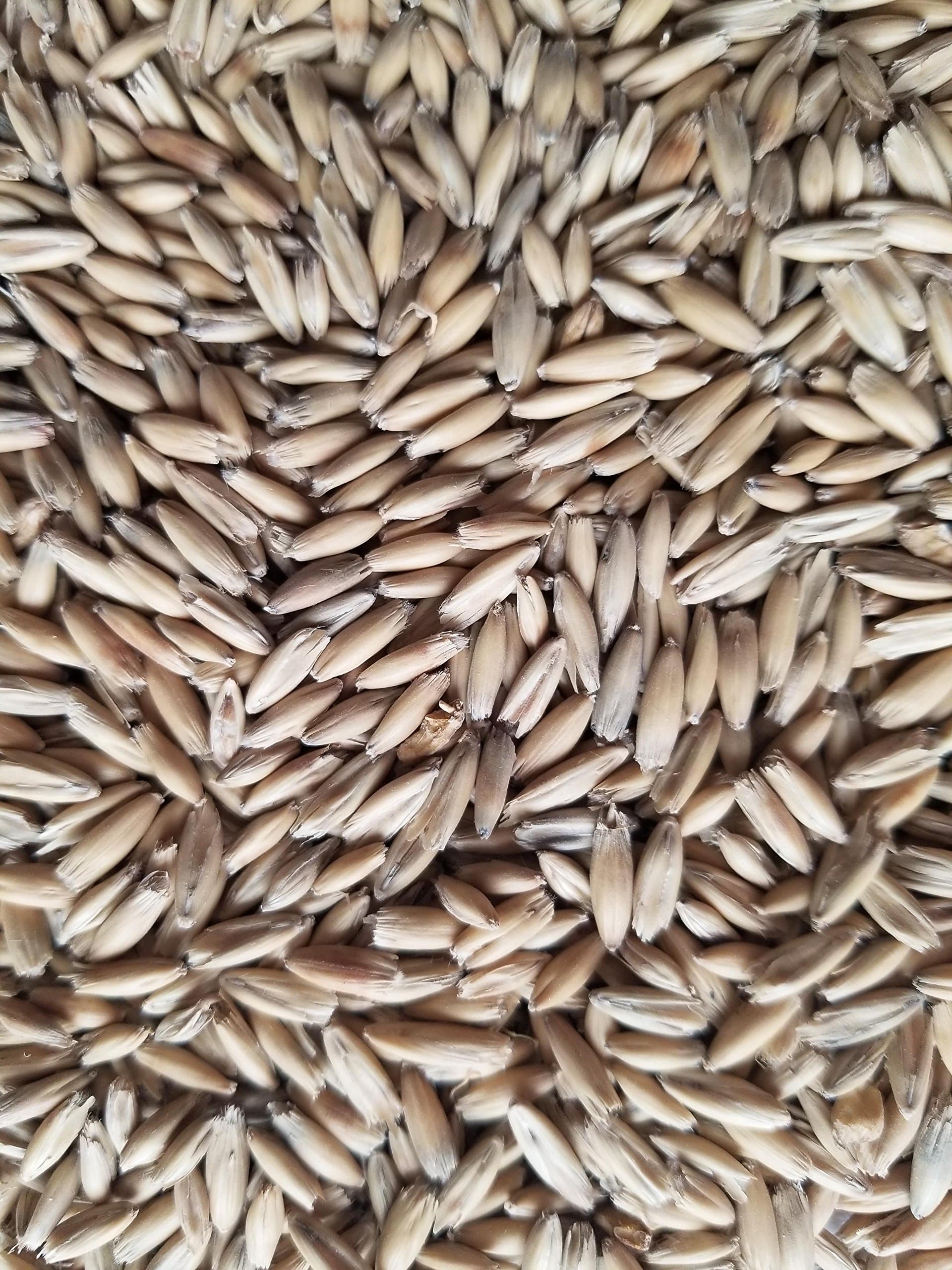 Haus Malts Malted Oats 10lb Bag