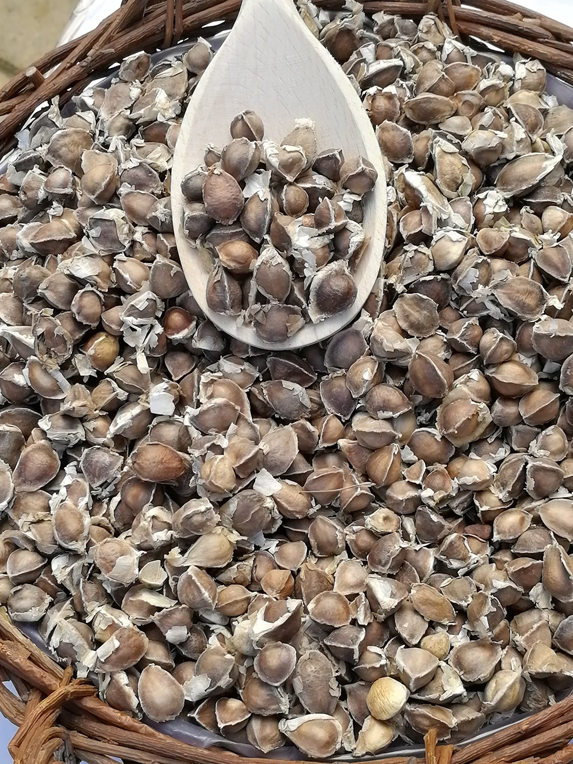 400 seeds moringa seeds (organic)