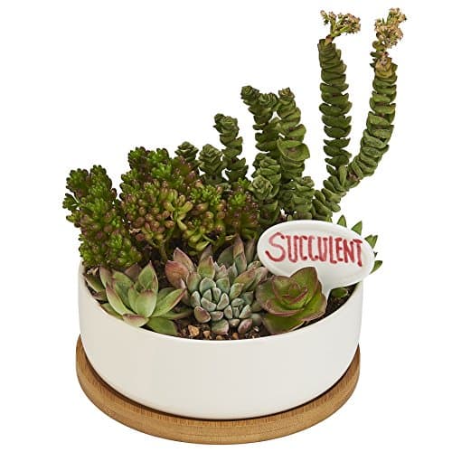 Planter Pot Indoor, Flowerplus 6.3 Inch Medium White Ceramic Round Succulent Cactus Flower Plant Holder Bowl with Bamboo Tray and Little Plants Sign for Indoors Outdoor Home Garden Kitchen Decor