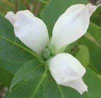 50 White Turtlehead Chelone Glabra Flower Seeds