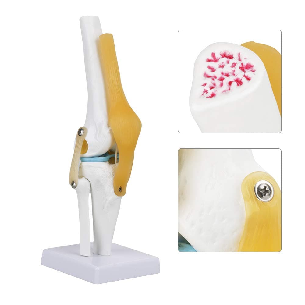 Anatomically Correct Life Size Study Functional Human Knee Joint Model for Skeleton Anatomy