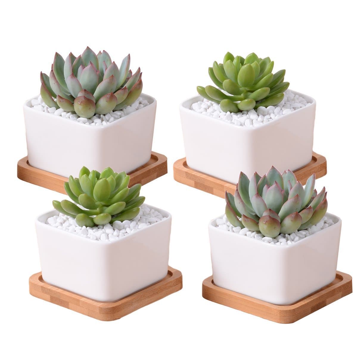 ROSE CREATE 4 Pcs 3.5 Inches White Bonsai Pots with Saucers, Mini Ceramic Succulent Plant Flower Pots with Hole - Pack of 4