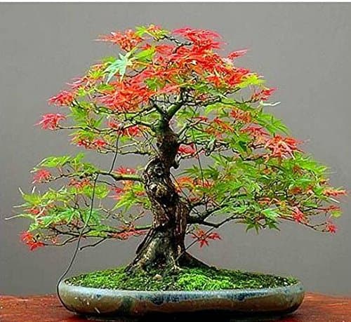 30pcs/pack Maple Feathers Seeds Bonsai Seeds The Budding Rate 90% Bonsai Tree Seeds DIY Potted Plant