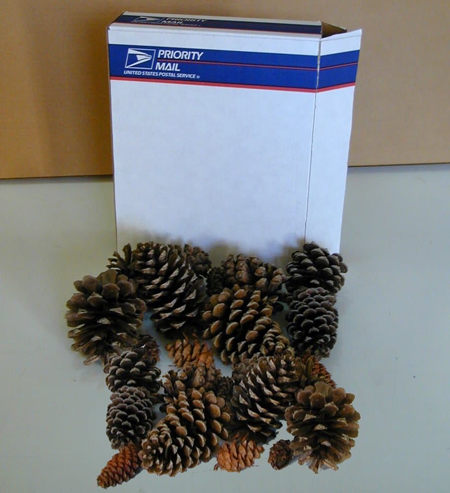 1 lb Priority Mail Box Assorted Real Natural Pine Cedar and fir Cones Fast Shipping