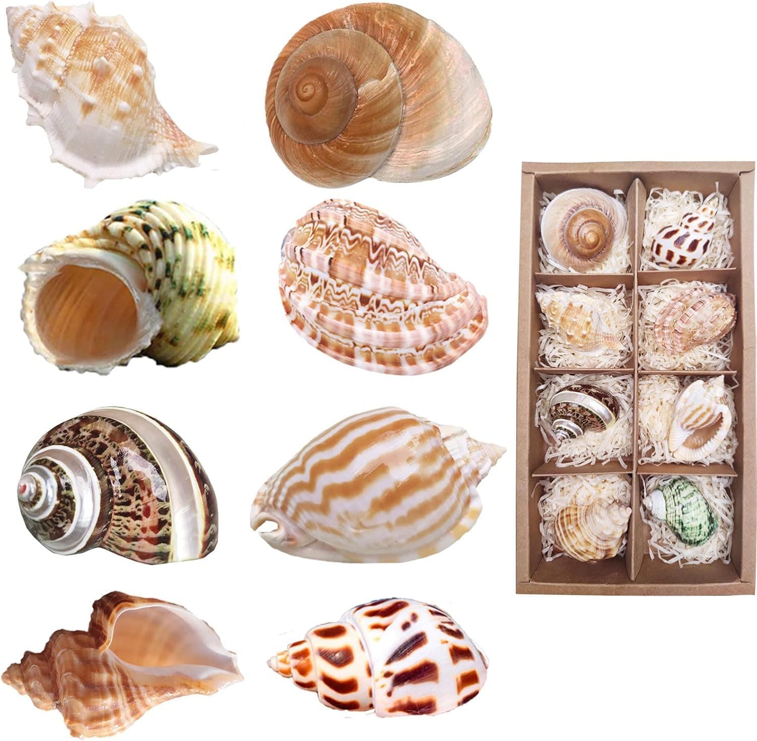 8PCS Natural Hermit Crab Shells