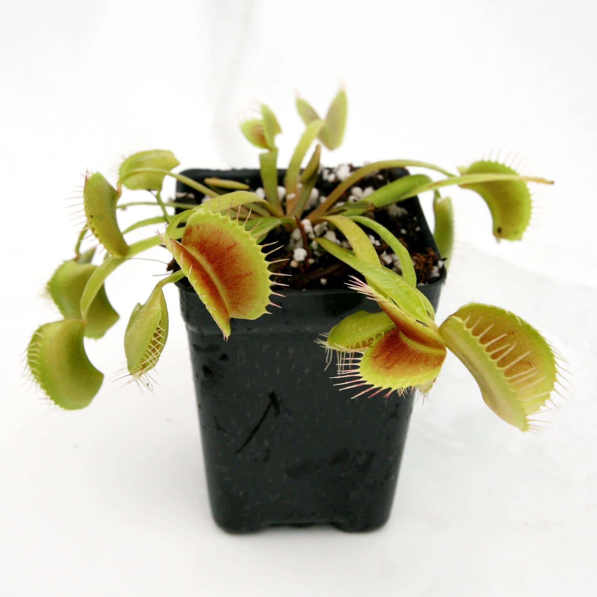 Venus Flytrap- Giant "King Henry" cultivar- Carnivorous Plant