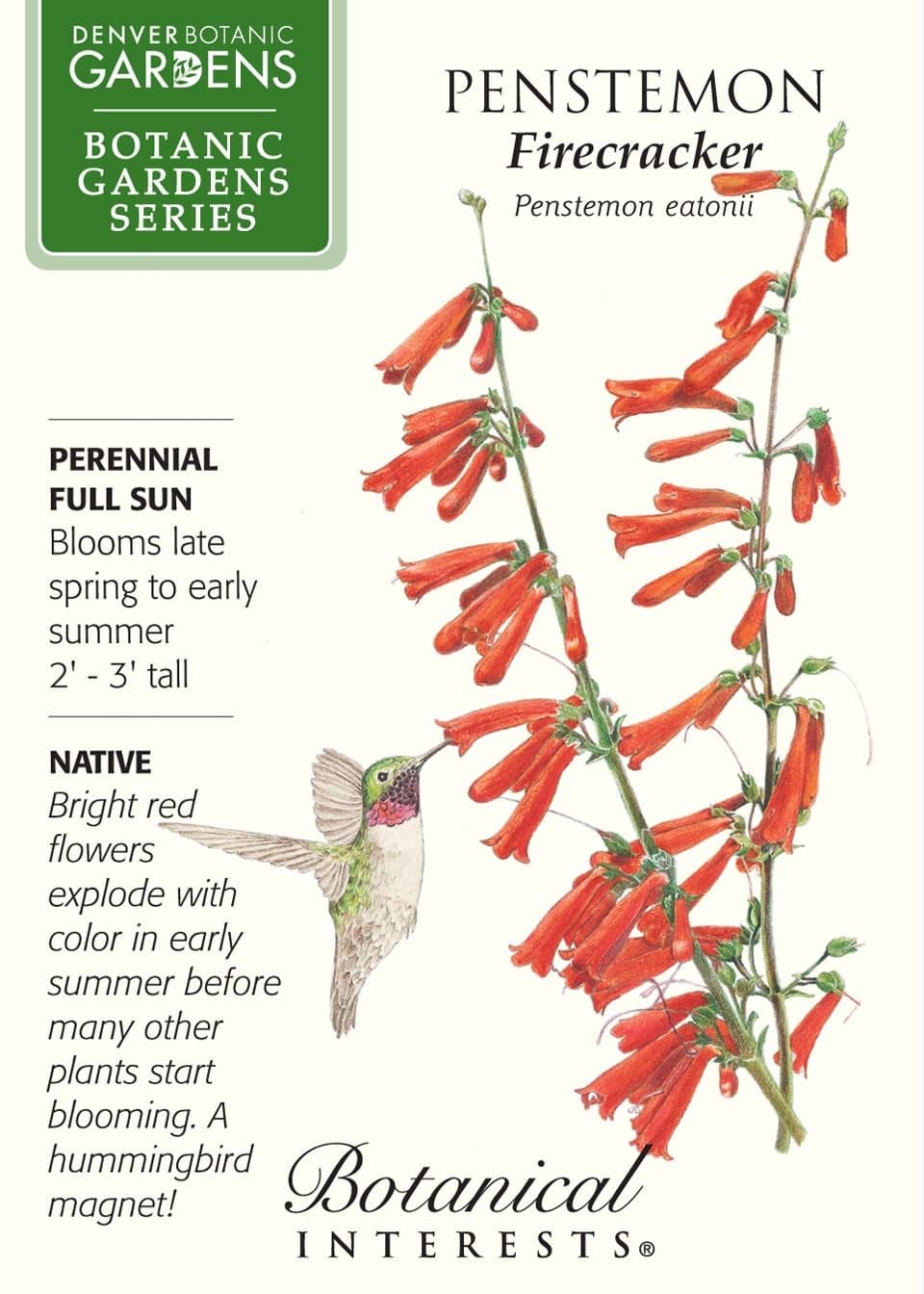 Firecracker Penstemon Seeds - 250 mg - Perennial