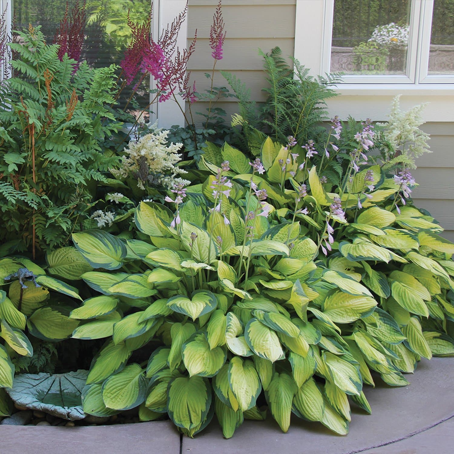 Best Deal on Amazon 9-Pack Hosta Bare Root Perennial Plants - Fresh from Our Farm Ship Fast Directly to you. Perfect for any home & garden grows year after year!