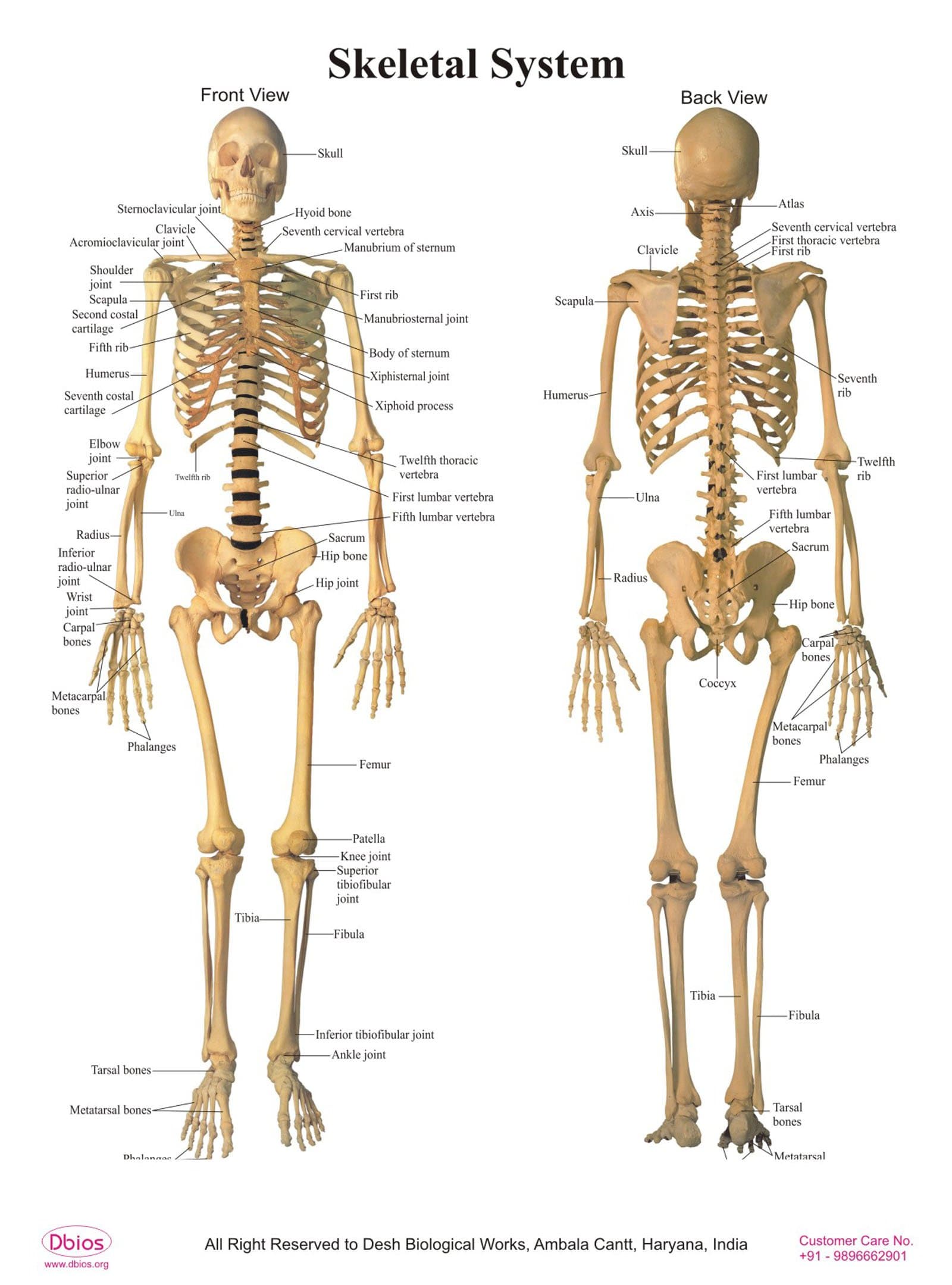 Digitally Printed Human Front & Back Skeletal System Poster Wall Charts
