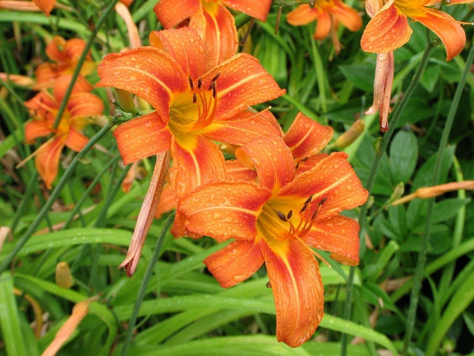 50 WILD DAY LILY BULBS(ROOT SYSTEM) (HEMEROCALLIS FULVA)